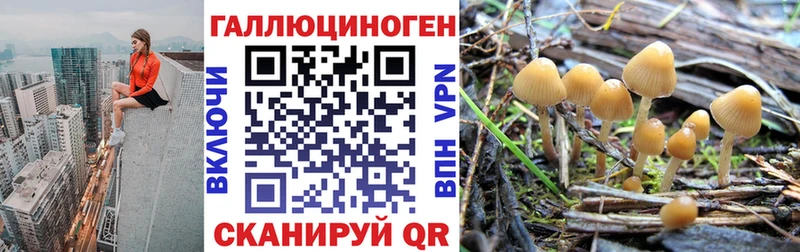 МЕГА tor  даркнет сайт  Тайшет  Псилоцибиновые грибы Psilocybine cubensis 